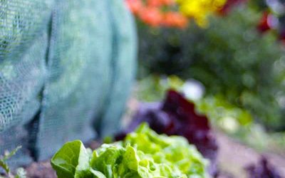 Gesunde Ernährung für ein gesundes Klima